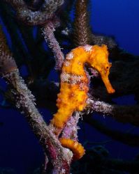Seahorse.  My first try with a digital camera, Olympus ca... by Maryke Kolenousky 